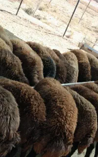 فروش بره نرافشاری