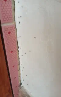سمپاشی منازل