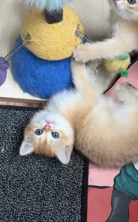 گربه بیرتیش کد ny