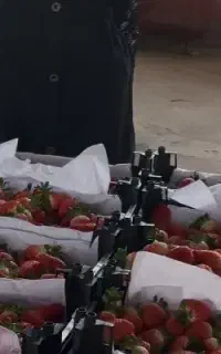 استخدام نیروی