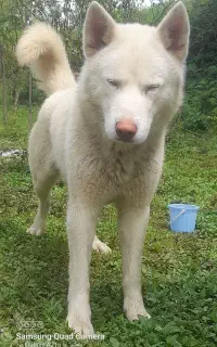 سگ هاسکی قیمت توافقی