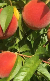توزیع نهال مثمر کیسه پرس