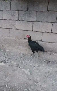 مرغ لاری