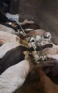 بره