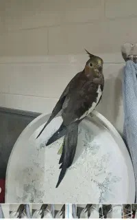 گمشده