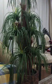 درختچه مصنوعی
