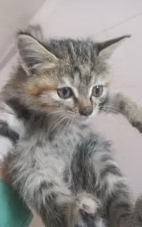 بچه گربه