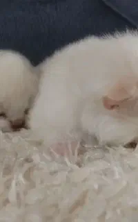 بچه گربه پرشین آروم و لوس