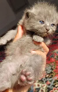 گربه پرشین طوسی