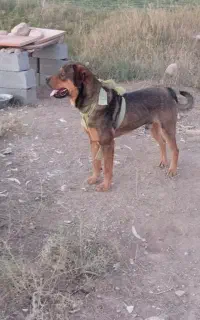 سگ نژاد دار