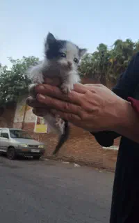 واگذاری بچه گربه