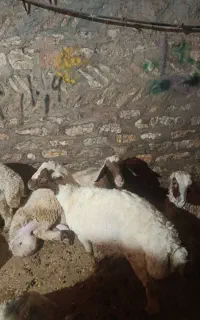 بره چاق درجه یک