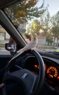 پژو روآ عادی مدل ۸۸ کم کار