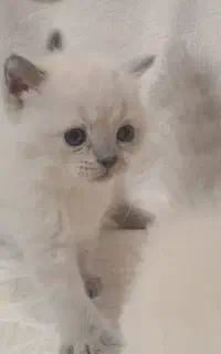 گربه خانگی نژاد دار