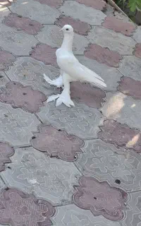 کبوتر اوجا پاجا ماده
