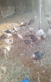 ۷ عدد بوقلمون ۶ ماهه