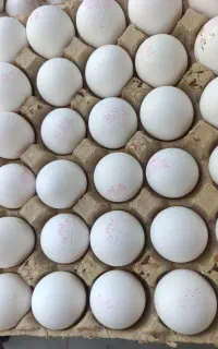 پخش تخم‌مرغ تاریخ روز