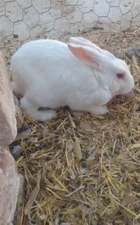 خرگوش