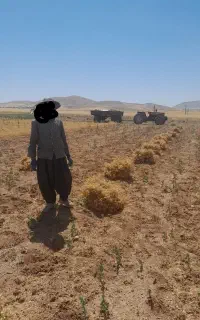 کارگردارم برای کارهای کشاورزی