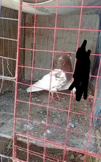 نر کله سرخ