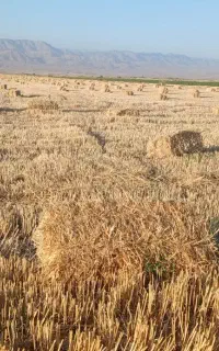 پرس گندم