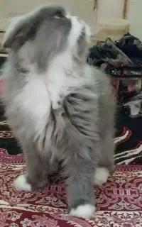 دوعددگربه پرشین یک ساله