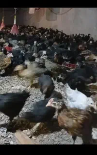 جوجه مرغ جهادی