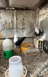 کبوتر