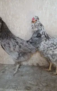 مرغ گلین طوسی