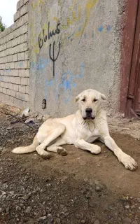 سرابی ماده