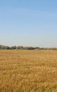 چلتوک شلتوک بذری بدون هیچ غریبه خوشبووخشم طعم شرط