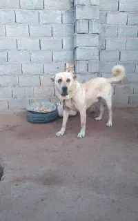 پژدر