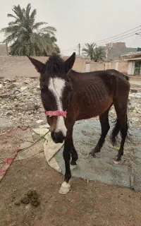 اسب صحیح و سالم برای فروش