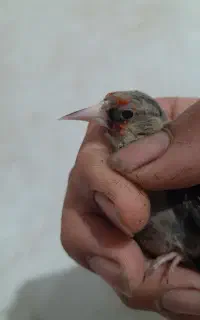 سهره نر کرمانی