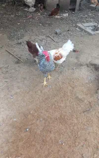 خروس سرحال آماده نسل کشی