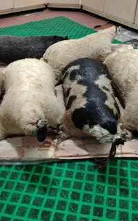 خیگ روغن میش بز خیک بره