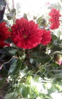 کوکب زیبامعاوضه