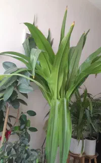 گل شاداب