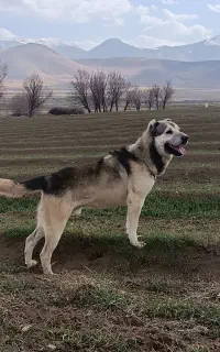 سگ سرابی
