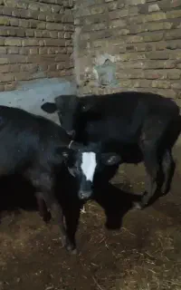 دوعددگوساله نرنژادانگوس