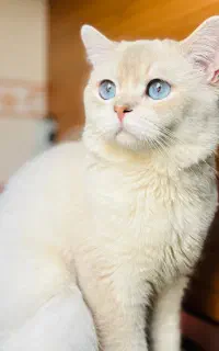 گربه بیریتیش نر عقیم نشده