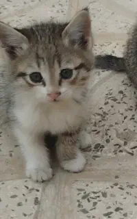 بچه گربه