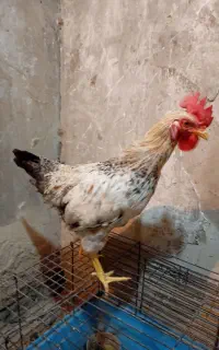 خروس جوان