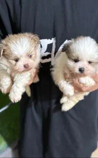 سگ شیرانین پاندایی چشم رنگی