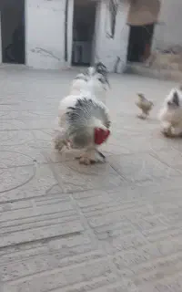 مرغ وخروس پا پر