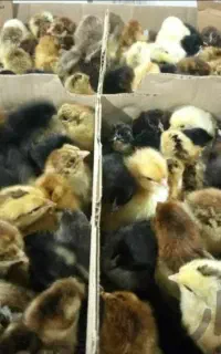 فروش جوجه گوشتی اردک جوجه محلی رنگی کاکلی