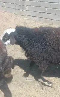 3راس قوچ افشاری درجه یک برای بزری