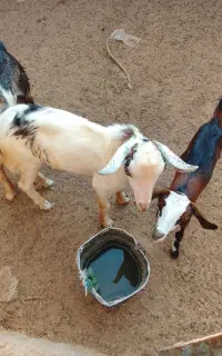 بز ماده و نری