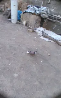 کفتر