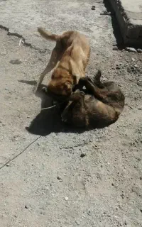 سگ گله نگهبان
